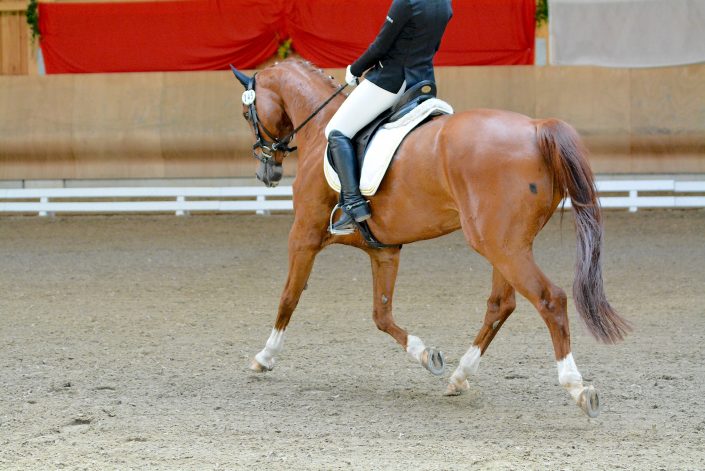 turnier-dressurreiten-reitverein-rfv-schwendi-dressurreiten-springreiten-voltigieren-in-baden-wuerttemberg