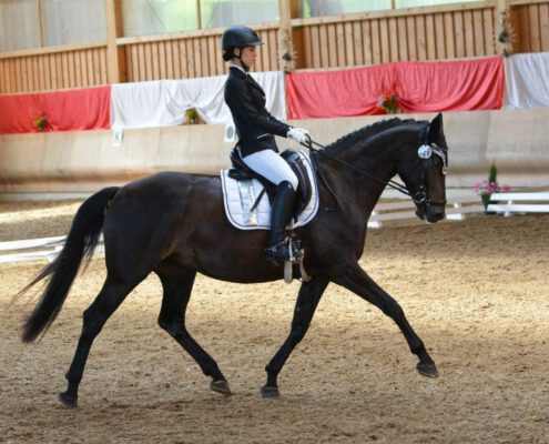 Dressur Lascona